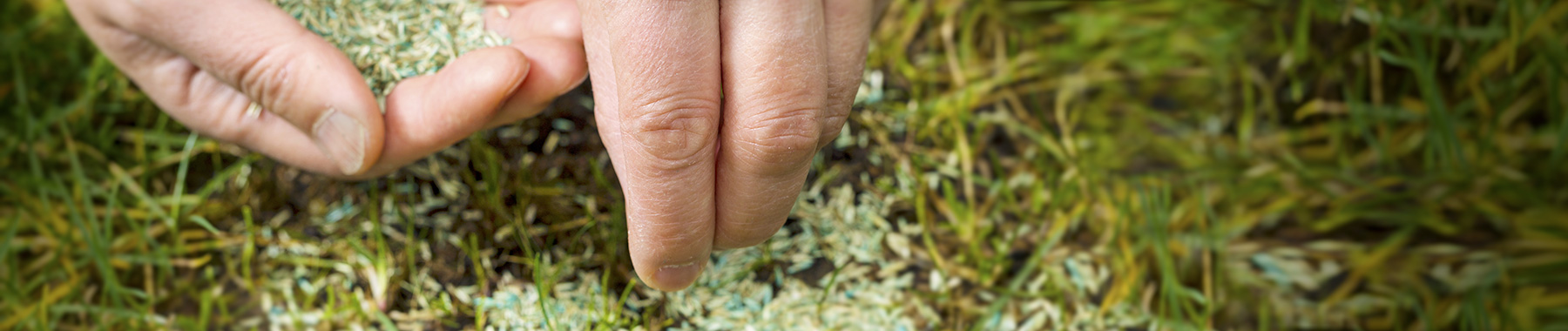 internal img seeding