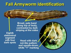 Fall Armyworm 1