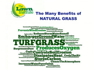 lawn care for home 2807