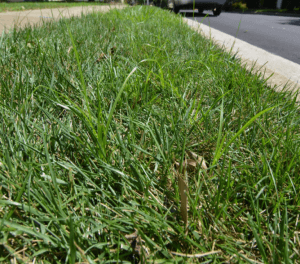 lawn care for home 2816