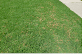 patchy fescue grass