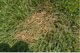 fescue grass brown patch fungus
