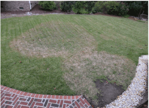 figure 8 dry patch on lawn