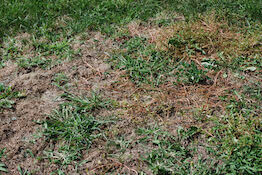 dry patch on lawn