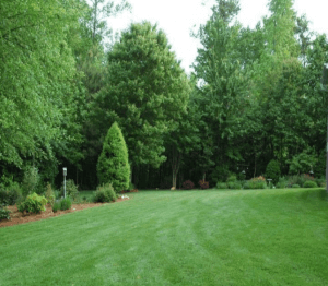lawn with southern perfection turf