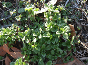 mouse ear chickweed in planter