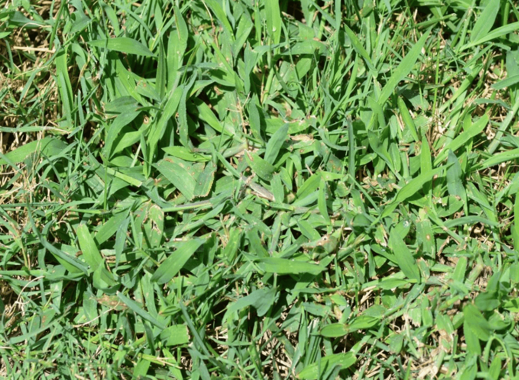 crabgrass in bermuda grass
