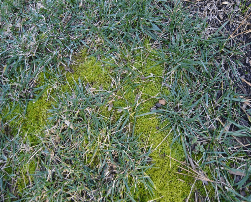 moss filling gaps in a lawn