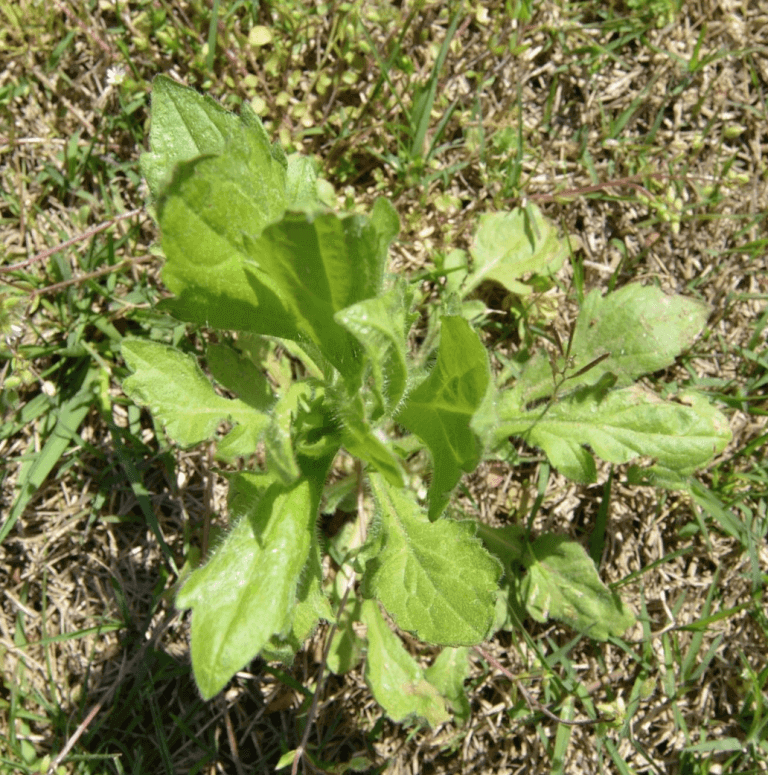 top view of american burnweed