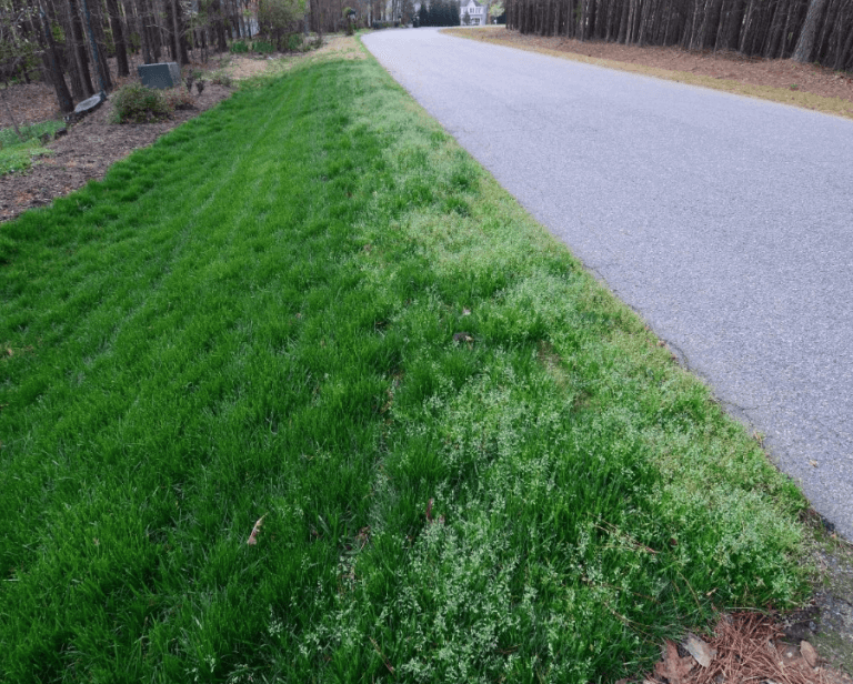 poa annua on the side of a road