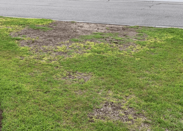 winter damage on a centipede lawn