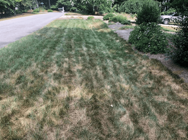 heat damage on fescue lawn