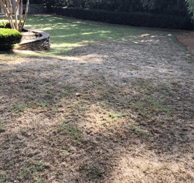 winter damage on bermuda grass