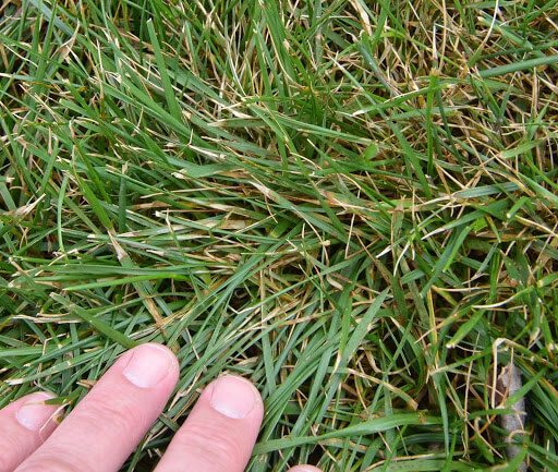 Brown Patch Lesions on Fescue 