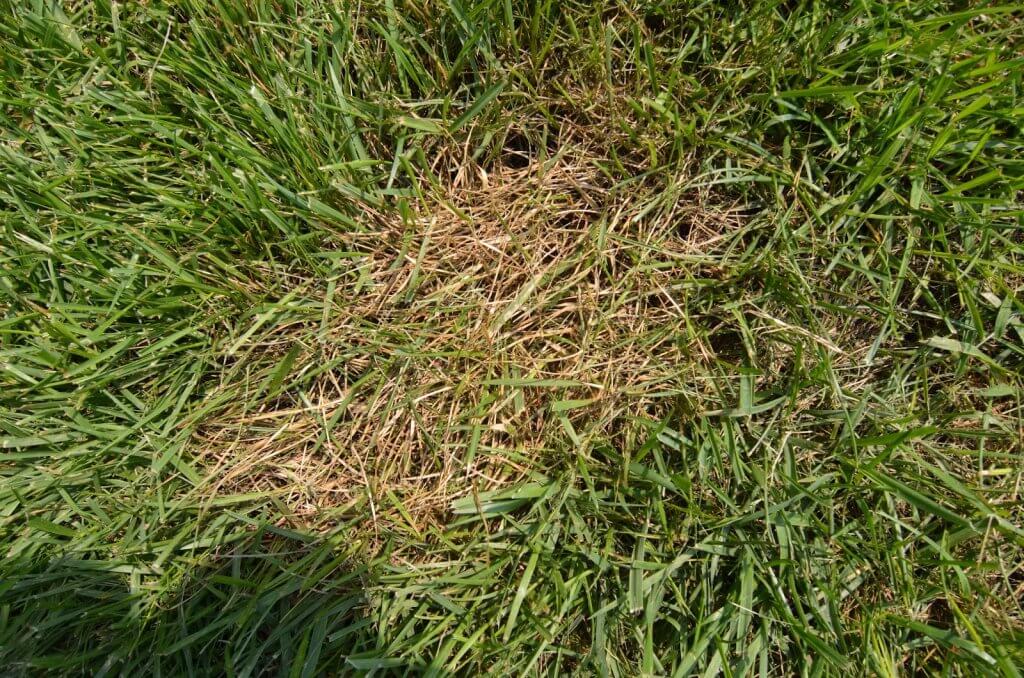 brown patch fescue