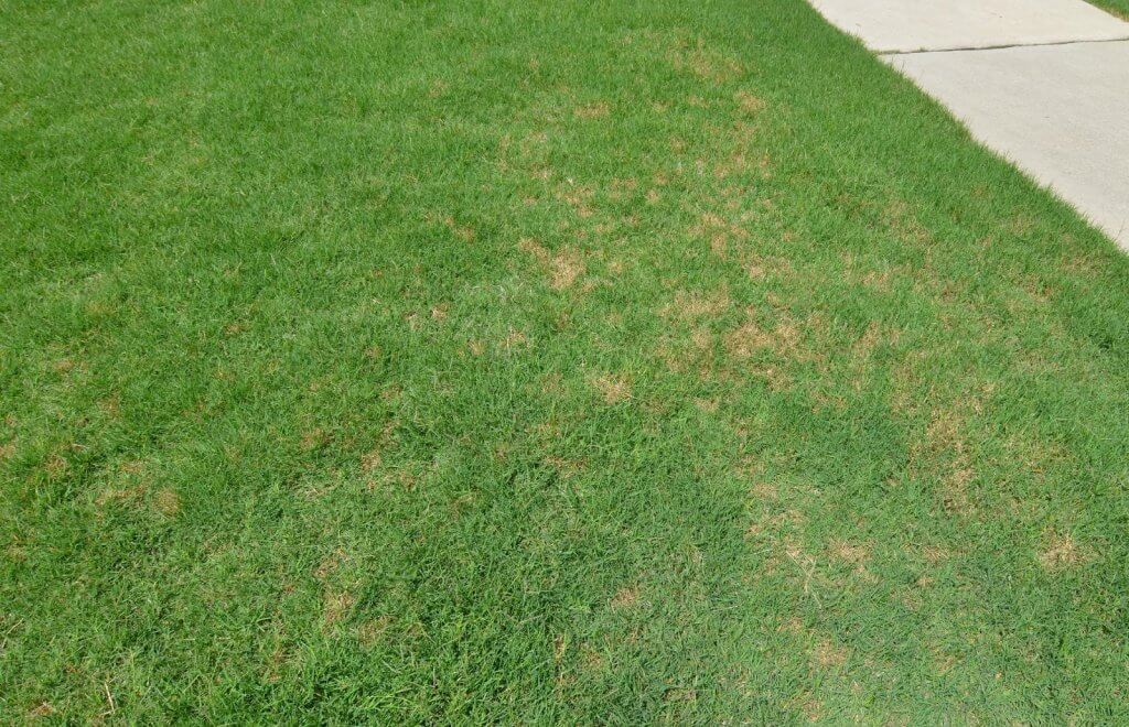 dollar spot