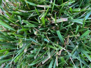 Net Blotch and Brown Patch Fescue