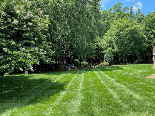 Southern perfection lawn 