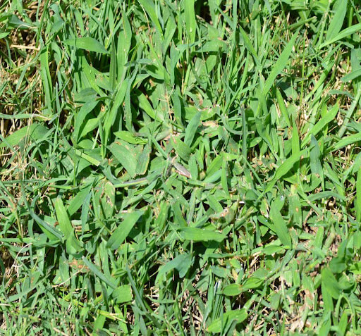 Crabgrass competing with bermuda grass