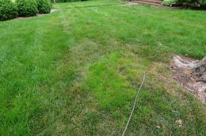 Poa-trivialis-rough-Bluegrass-lower-center-notice-color-difference-