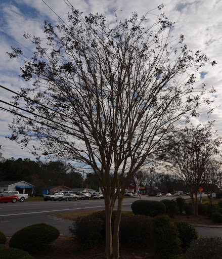 Correct crepe myrtle pruning