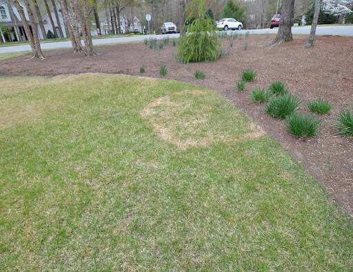 Large Patch in March on Zoysia