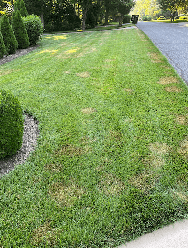 Brown-Patch-Starting-on-Fescue-Not-HeatDry-Stress-1