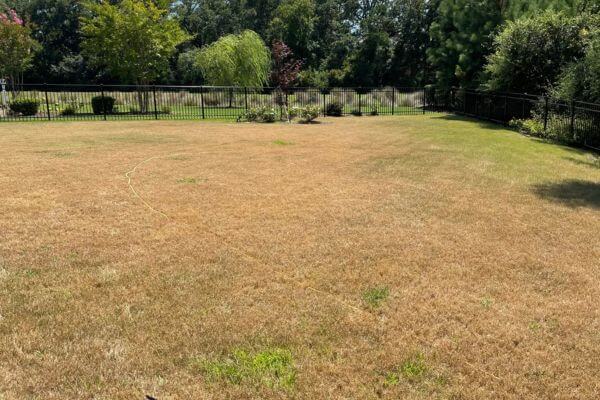 fall armyworm damage on lawn, brown stressed grass in charlotte lawn