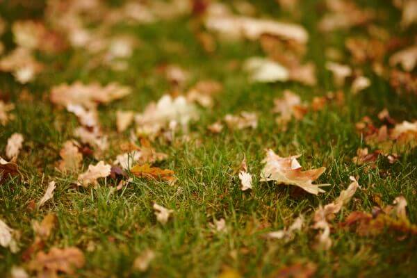 fall leaves on lawn, fall lawn care guide