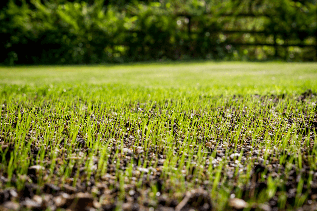 fall overseeding for fescue lawns, grass seedlings sprouting from soil