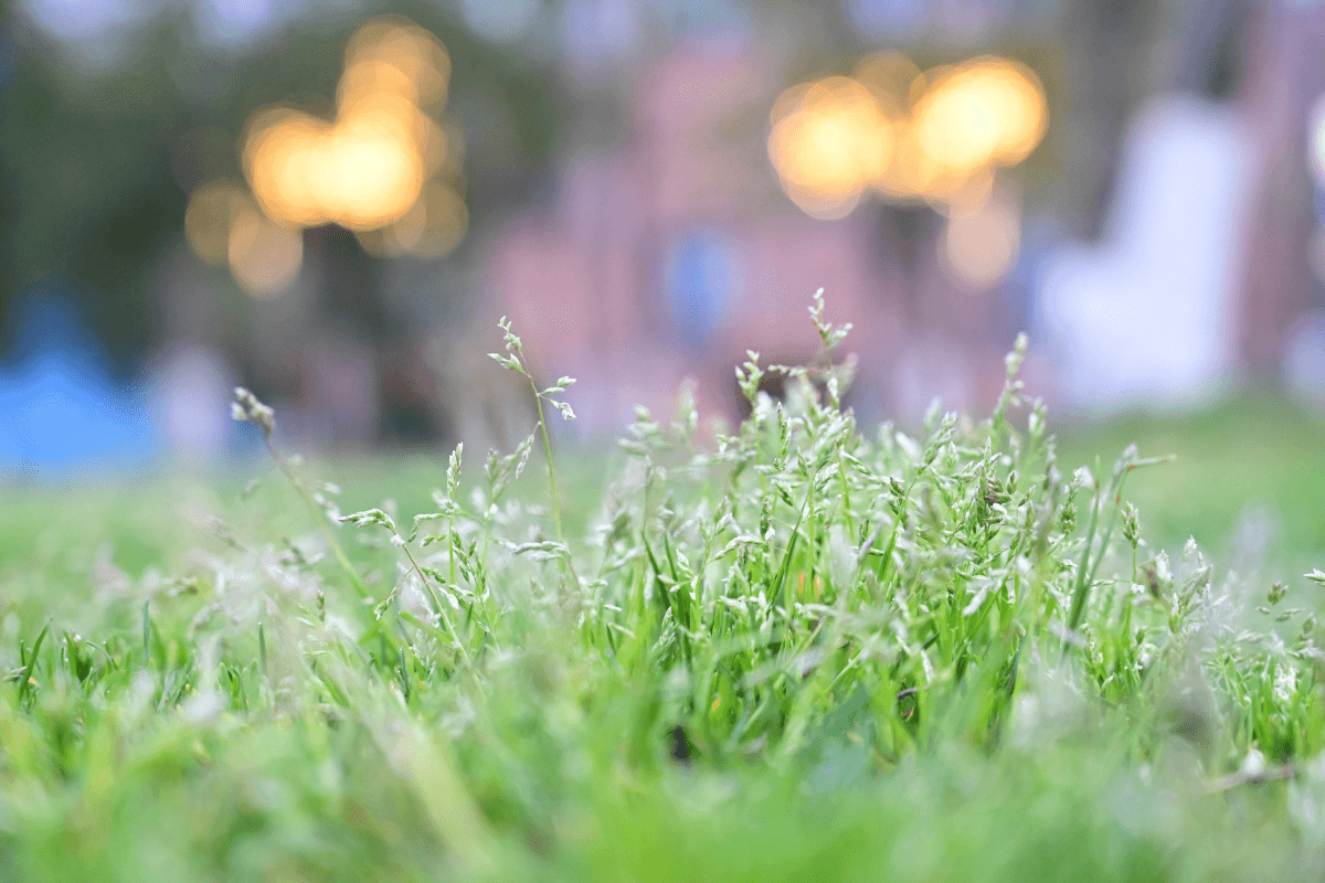 fall weed control, lawn seed heads