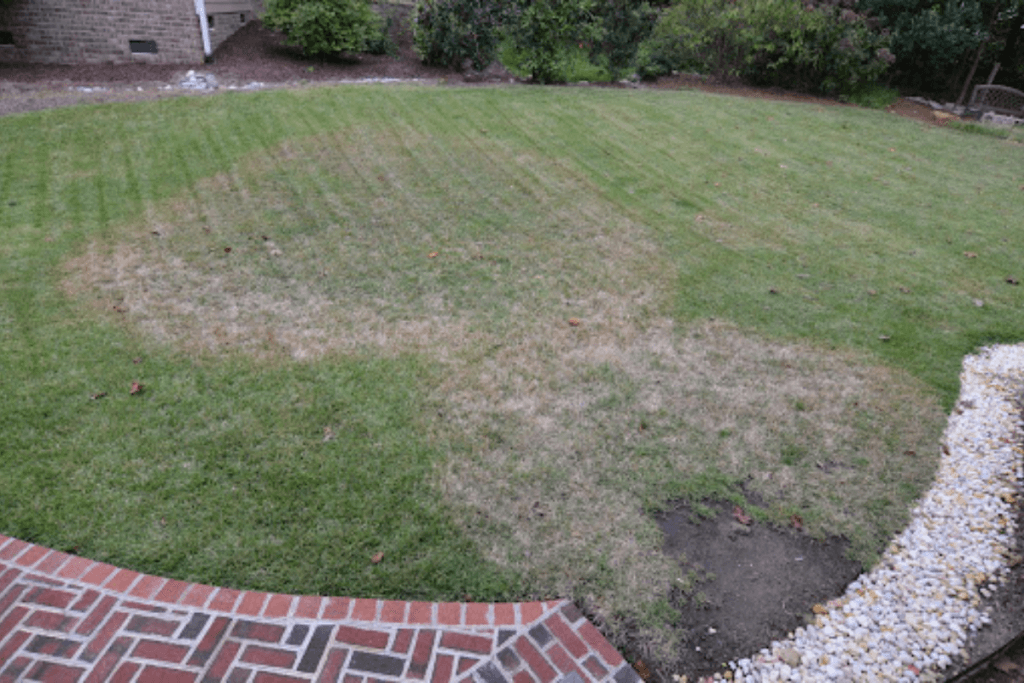 fall lawn fungus, large patch fungus in lawn