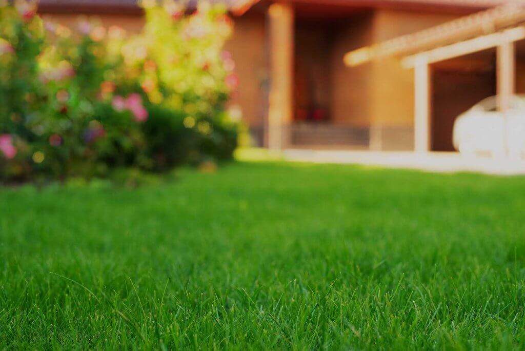 lawn-bg